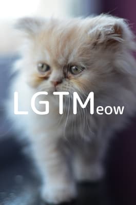 lgtm-cat-image